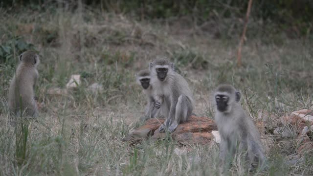 Vervet Monkey Resting In Tree