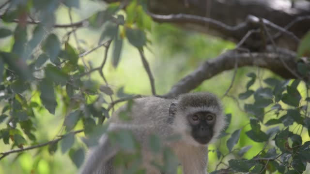 Vervet Monkey Resting In Tree