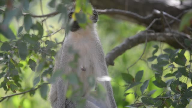 Vervet Monkey Climbing Branches