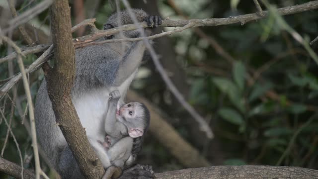 Vervet Monkey Mother With Baby