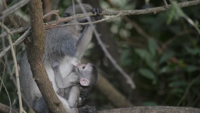 Baby Vervet Monkey Clinging To Mother