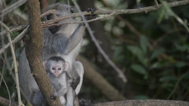 Vervet Monkey Mother With Baby