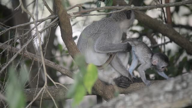 Baby Vervet Monkey Clinging To Mother