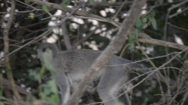 Vervet Monkey Mother With Baby