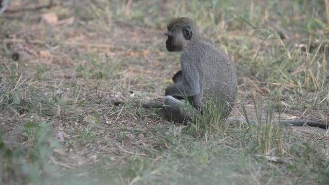 Baby Vervet Monkey Clinging To Mother