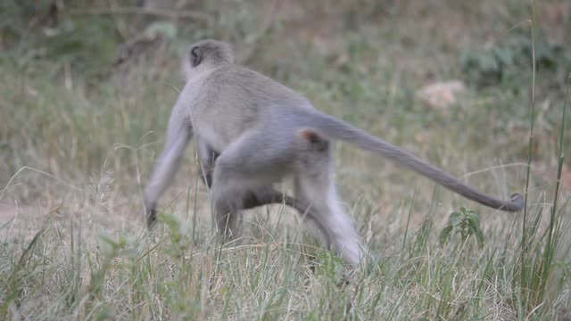 Vervet Monkey Mother With Baby