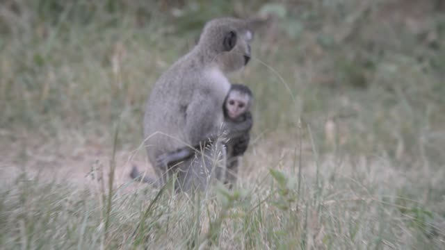 Baby Vervet Monkey Clinging To Mother