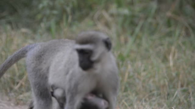 Vervet Monkey Mother With Baby