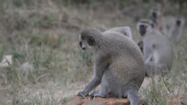 Baby Vervet Monkey Clinging To Mother