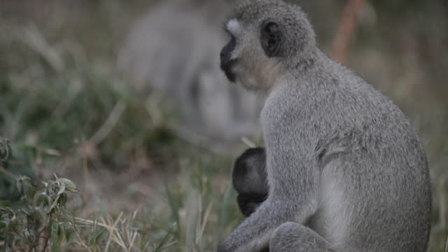 Vervet Monkey Mother With Baby
