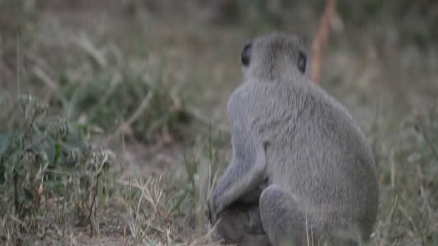 Baby Vervet Monkey Clinging To Mother