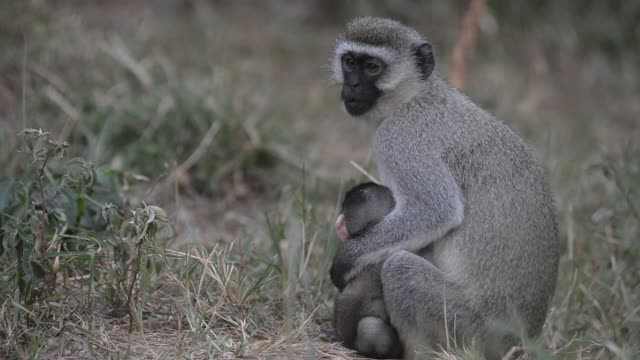 Vervet Monkey Mother With Baby