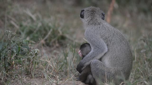 Baby Vervet Monkey Clinging To Mother