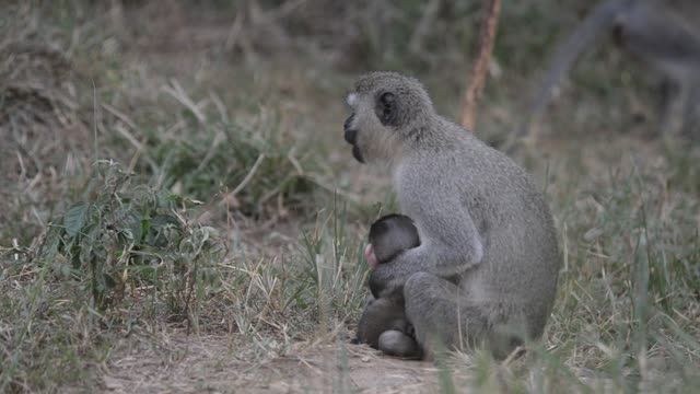 Vervet Monkey Mother With Baby