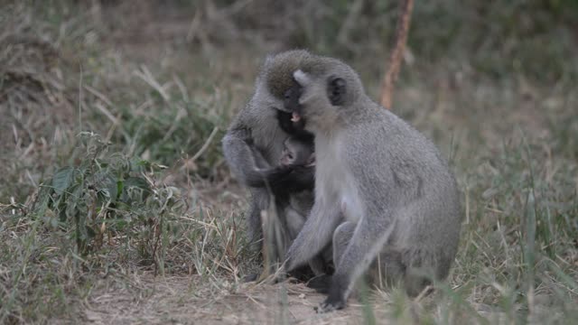Baby Vervet Monkey Clinging To Mother