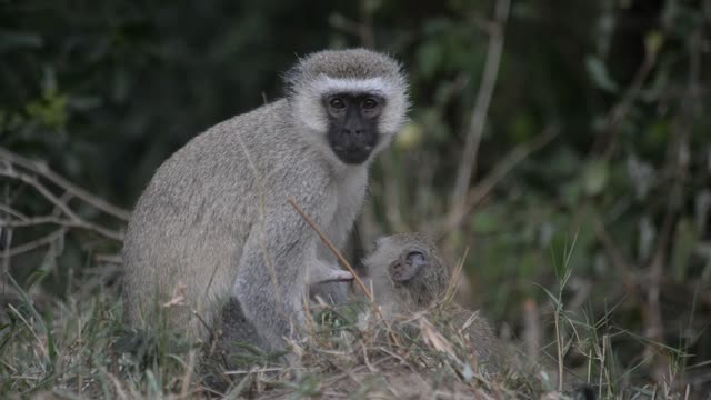 Vervet Monkey Mother With Baby