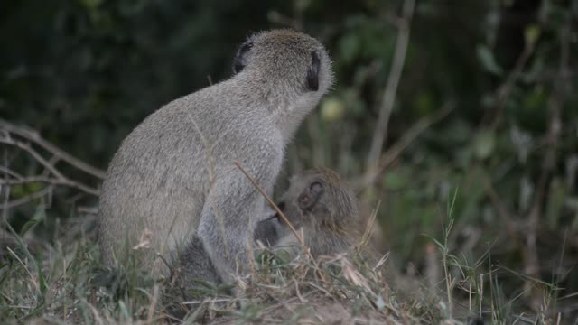 Baby Vervet Monkey Clinging To Mother