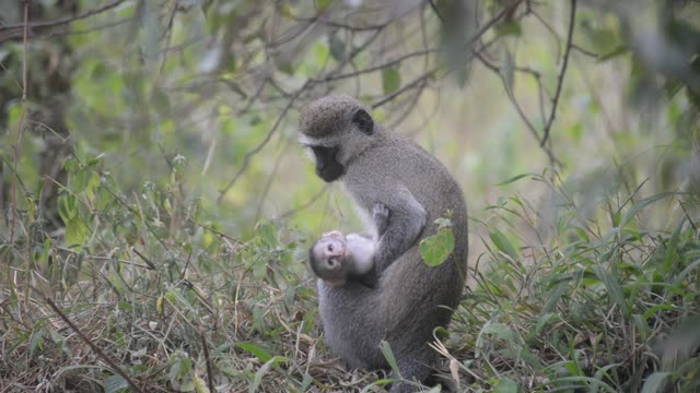Vervet Monkey Mother With Baby
