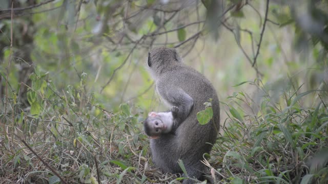 Baby Vervet Monkey Clinging To Mother