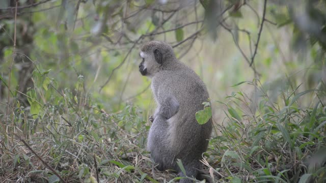 Vervet Monkey Mother With Baby