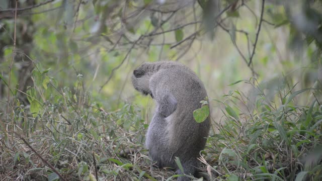 Baby Vervet Monkey Clinging To Mother