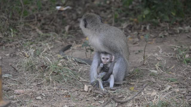 Vervet Monkey Mother With Baby