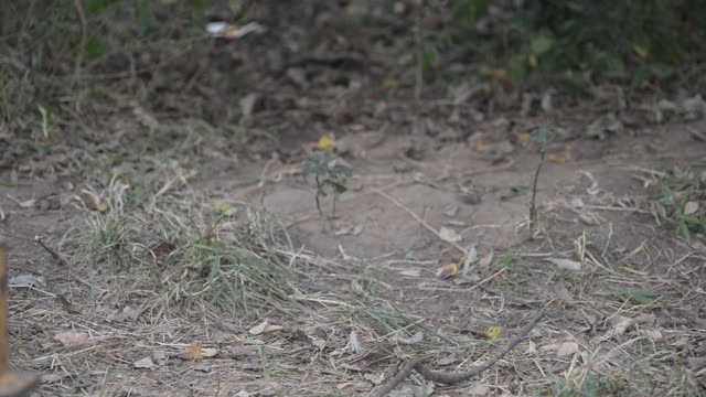 Baby Vervet Monkey Clinging To Mother