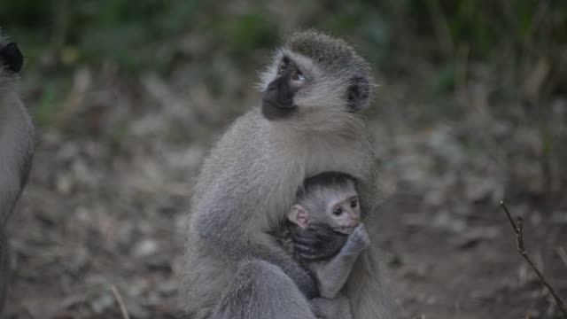 Vervet Monkey Mother With Baby