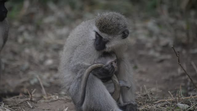 Baby Vervet Monkey Clinging To Mother