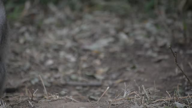 Vervet Monkey Mother With Baby