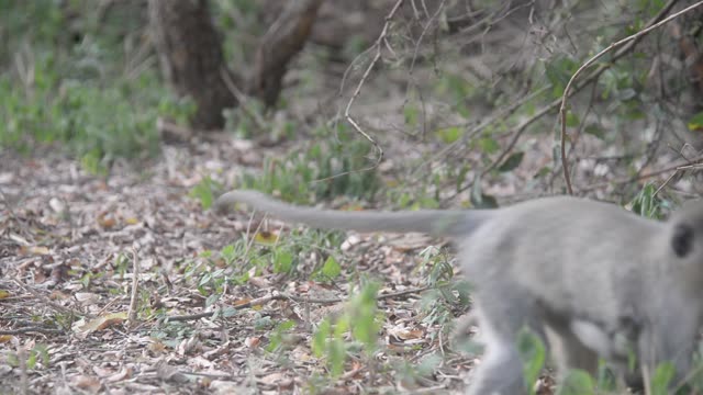 Baby Vervet Monkey Clinging To Mother