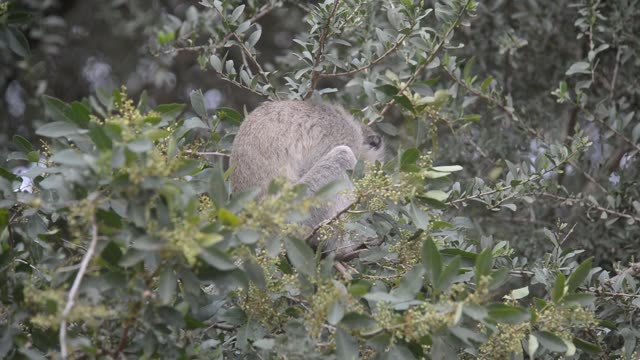 Baby Vervet Monkey Clinging To Mother