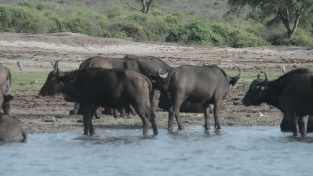 Buffalo Herd Wading In River