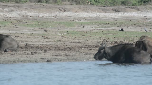 Buffalo Herd Wading In River