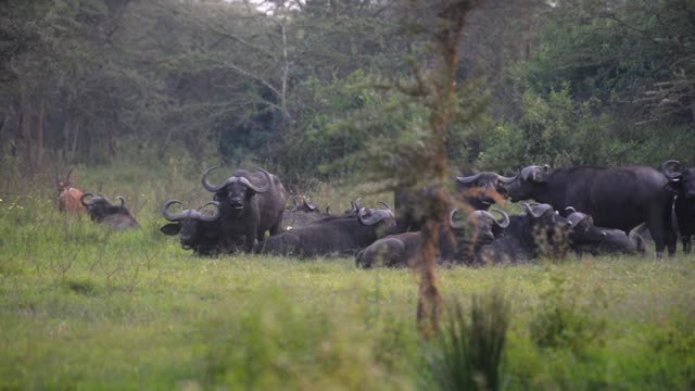 Buffalo And Hippos At Waterhole