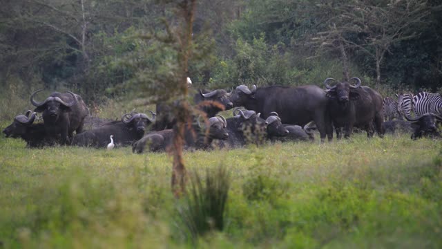 Buffalo And Hippos At Waterhole