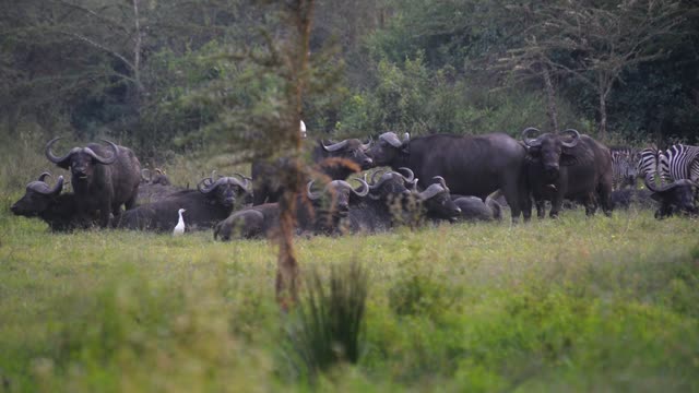 Buffalo And Hippos At Waterhole