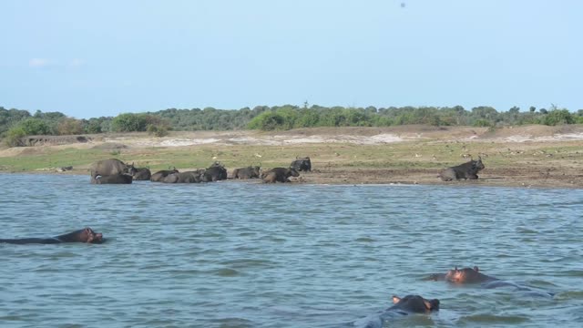 Buffalo And Hippos At Waterhole