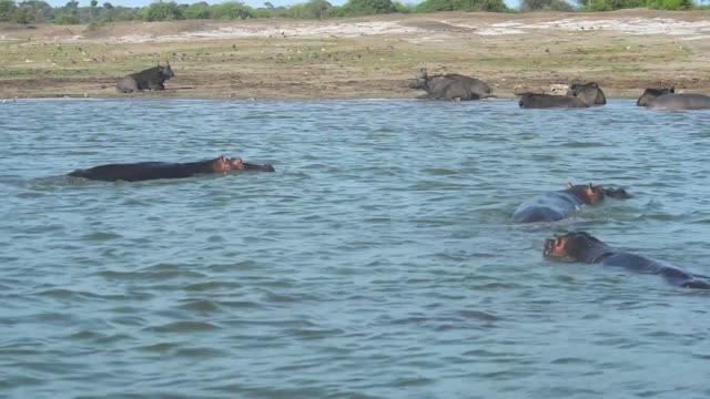 Buffalo And Hippos At Waterhole