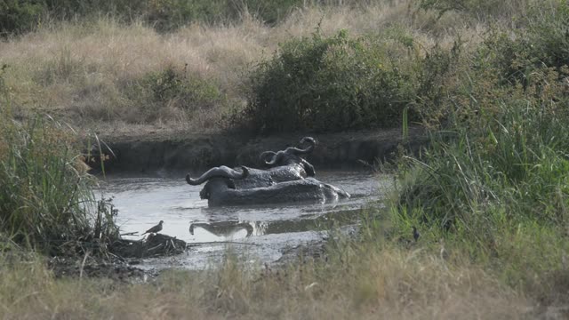 Buffalo And Hippos At Waterhole