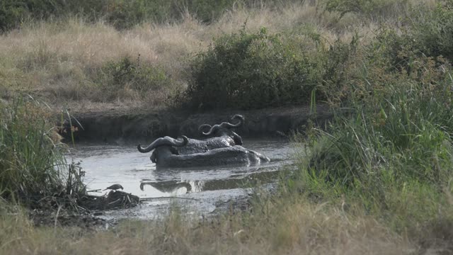 Buffalo And Hippos At Waterhole