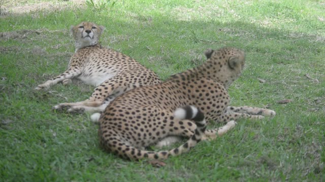 Cheetahs Resting Together
