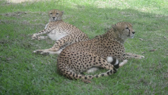 Cheetahs Resting Together