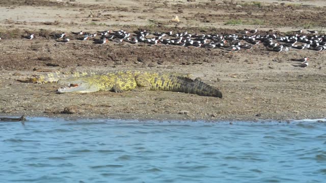 Nile Crocodile On Riverbank