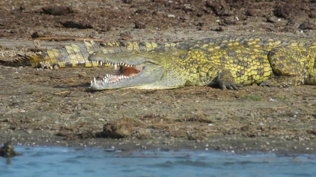 Nile Crocodile On Riverbank