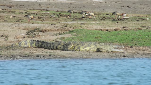 Nile Crocodile On Riverbank
