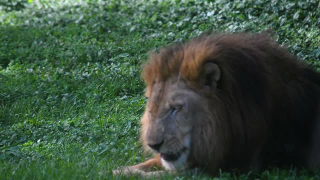 Male Lion Resting In Grass