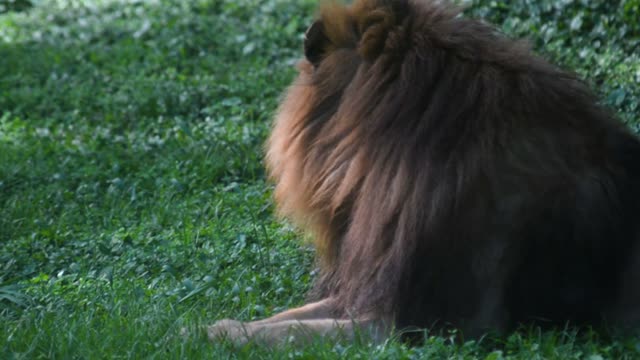 Male Lion Resting In Grass