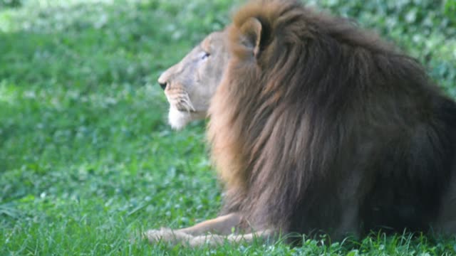 Male Lion Resting In Grass