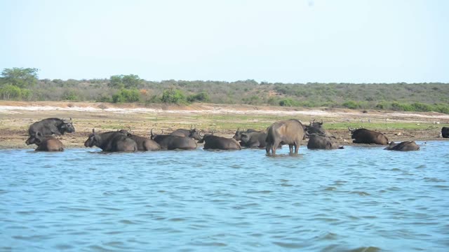 Buffalo Herd By Lakeshore